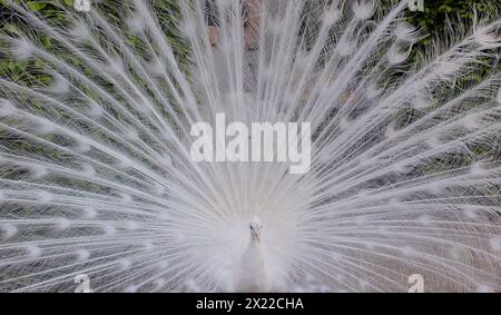 Weißer Pfau (Pavo cristatus mut. Alba) im Waldsteingarten, dem zweitgrößten Garten im Zentrum von Prag, Tschechien, 17. April 2024, ( Stockfoto