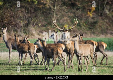 Augsburg Naturpark Westwälder, Hirschherde sammelt sich im Herbst um den Spitzhund, Bayern Stockfoto