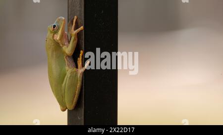 Grüner Baumstamm mit exquisiten Details auf Zaunpfosten Stockfoto