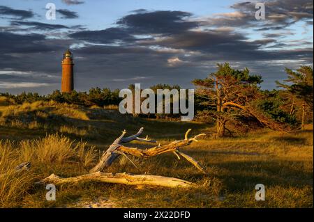 Leuchtturm Darßer Ort, Darsser Ort, Natur, Ostseeküste, Mecklenburg-Vorpommern, Deutschland Stockfoto