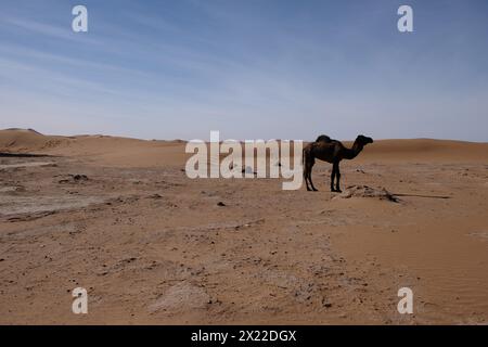 Ein Kamel in der Sahara, Marokko Stockfoto