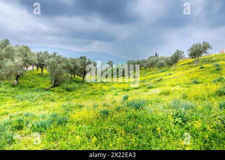 Volubilis, Marokko - 20. März 2024: Touristische Attraktion und römische archäologische Stätte in der Nähe von Meknes. Volubilis, Marokko, ist ein UNESCO-Weltkulturerbe Stockfoto