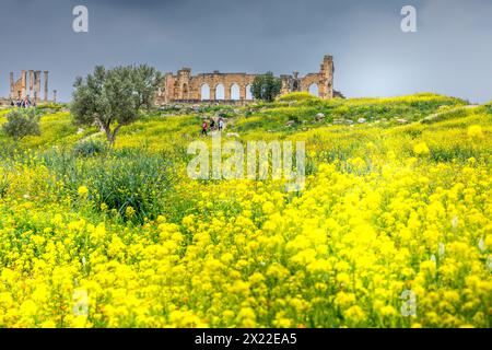 Volubilis, Marokko - 20. März 2024: Touristische Attraktion und römische archäologische Stätte in der Nähe von Meknes. Volubilis, Marokko, ist ein UNESCO-Weltkulturerbe Stockfoto