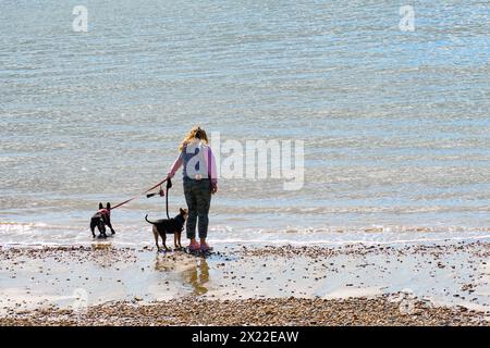 Lyme Regis, Dorset, Großbritannien. April 2024. Wetter in Großbritannien: Klarer blauer Himmel und heller Sonnenschein im Badeort Lyme regis. Besucher und Einheimische freuen sich auf ein warmes und sonniges Wochenende, wenn nach wochenlangem Wind und Regen der Druck endlich einsetzt. Quelle: Celia McMahon/Alamy Live News Stockfoto