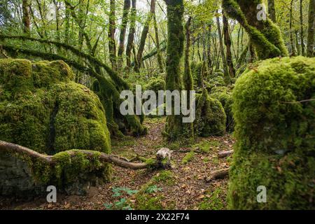 Wanderweg durch Wald mit Moos, Loue Valley, Lizine, in der Nähe von Besancon, Doubs Département, Bourgogne-Franche-Comté, Jura, Frankreich Stockfoto