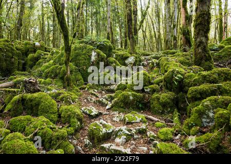 Wanderweg durch Wald mit Moos, Loue Valley, Lizine, in der Nähe von Besancon, Doubs Département, Bourgogne-Franche-Comté, Jura, Frankreich Stockfoto