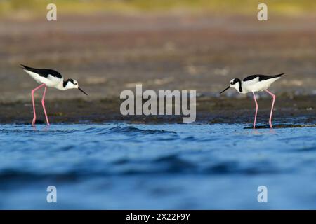 Südlicher Stelzen, Himantopus melanurus im Flug, Provinz La Pampa, Patagonien, Argentinien Stockfoto