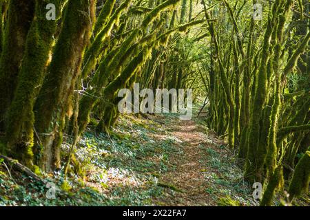 Wanderweg durch Wald mit Moos, Loue Valley, Lizine, in der Nähe von Besancon, Doubs Département, Bourgogne-Franche-Comté, Jura, Frankreich Stockfoto