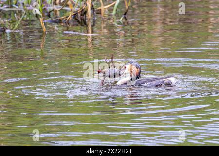 Nahaufnahme von Jagdvögel, Podiceps cristatus, mit einem Rotsumpfkrebse Procambarus clarkii als Beute und bereiten Sie den Hummer zum Schlucken in der Pause vor Stockfoto