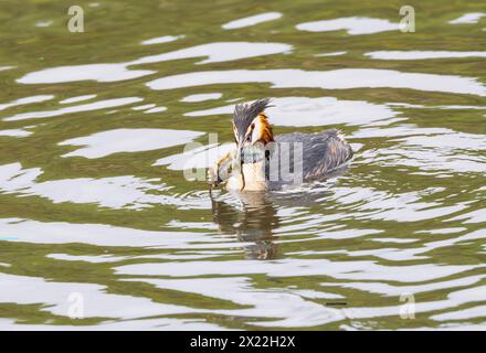 Nahaufnahme von Jagdvögel, Podiceps cristatus, mit einem Rotsumpfkrebse, Procambarus clarkii, Aschebeute mit gebrochenen Beinen und Klauen entfernt, sodass es entfernt wurde Stockfoto