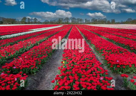 Landschaft niederländisches Blumenzwiebelfeld mit einer wachsenden doppelten roten frühen Tulpensorte, die als ERSTER PREIS bezeichnet wird, in engen vertikalen Linien zum Horizont gegen eine Ba Stockfoto