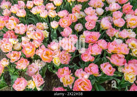 Nahansicht von oben auf die doppelte rosa gelbe Tulpenblüte mit dem Sortennamen PASSWORT, der auf dem offenen Boden für die Vermehrung von Tulpenzwiebeln angebaut wird Stockfoto