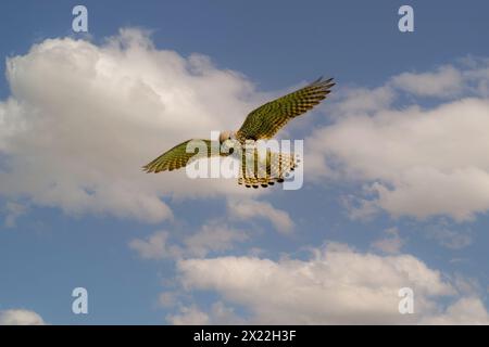 Nahaufnahme des betenden Kestrel, Falco Tinnunkulus, während er mit Augen auf Beute am Boden vor blauem Himmel mit Kumuluswolken jagt Stockfoto