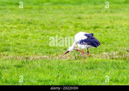 Nahaufnahme eines Storchs, Ciconia ciconia, auf einer grünen Wiese, der sich mit einem Vogelring um sein Bein kratzt, mit weißen Körperfedern und schwarzem Flug A Stockfoto