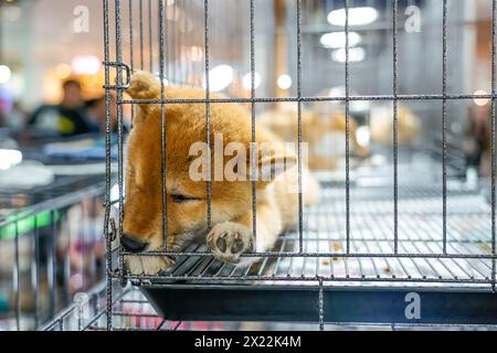 Trauriger Welpe shiba inu schläft im geschlossenen Käfig. Stockfoto