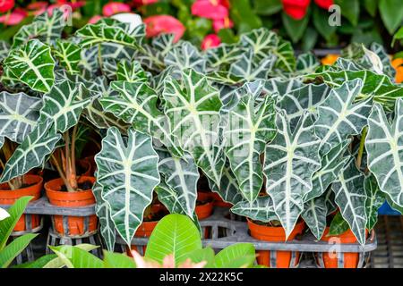 Alocasia Polly oder Alocasia Amazonica und African Mask Plant auf einem Gartenmarkt. Stockfoto