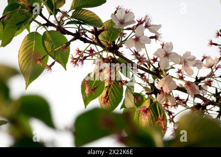 Kirschblütenblätter sprießen, während Blumen und Blütenblätter fallen, was den Jahreswechsel von Frühling zu Sommer signalisiert. Stockfoto