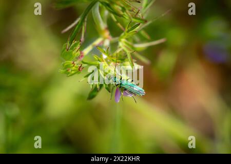 Ein dickbeiniger Blumenkäfer (Oedemera nobilis), der auf einer Pflanze krabbelt. Stockfoto