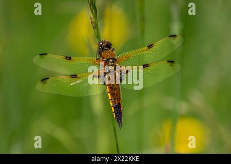 Eine vierfleckige JagdLibelle (Libellula quadrimaculata), die auf hohem Gras thront. Stockfoto