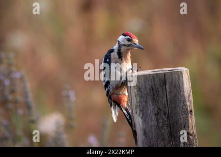 Ein großer Specht mit Flecken (Dendrocopos Major), hoch oben auf einem senkrechten Holzpfosten. Stockfoto