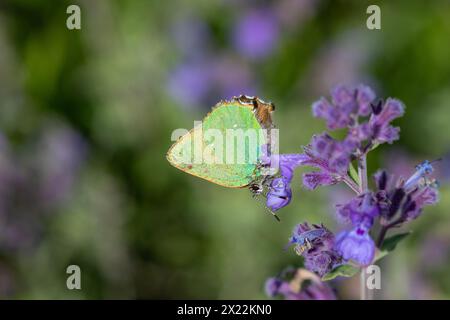 Ein grüner Hairstreak-Schmetterling (Callophrys rubi) auf Minzblüten. Stockfoto