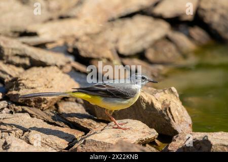 Ein grauer Bachstelz (Motacilla cinerea), der auf Steinen am Teich steht. Stockfoto