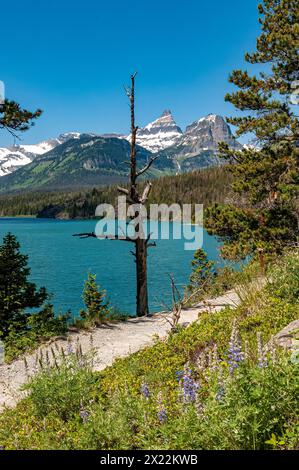 Berge, Seen und Bäume vom Sunspot Point im Glacier National Park Stockfoto