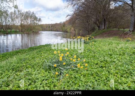 Narzissen wachsen am Ufer des River Teviot im Frühling an der schottischen Grenze Stockfoto