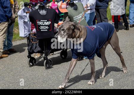 SCHNECKSVILLE, PENNSYLVANIA - 13. APRIL: Ein großer Hund spaziert neben einem Souvenir, während Anhänger des ehemaligen Präsidenten Trump am 13. April 2024 an einer Wahlkampfkundgebung in Schnecksville, Pennsylvania, teilnehmen. Trump und der demokratische Präsident Joe Biden sind bei den bevorstehenden Parlamentswahlen im November 2024 die Spitzenkandidaten für das Präsidentenamt. (Foto: Michael Nigro/SIPA USA) Stockfoto