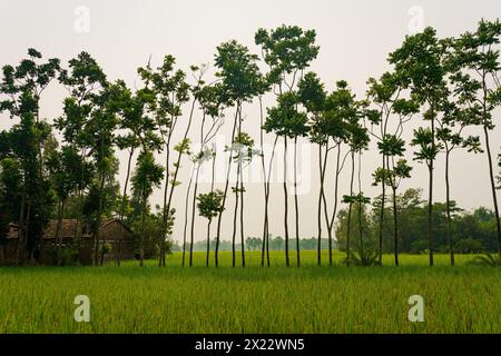 Reisfelder und Wasserkanäle und Seen sind in der Landschaft der indischen Sundarbans zu sehen, dem größten Mangrovenwald der Welt. Unberührtes rura Stockfoto