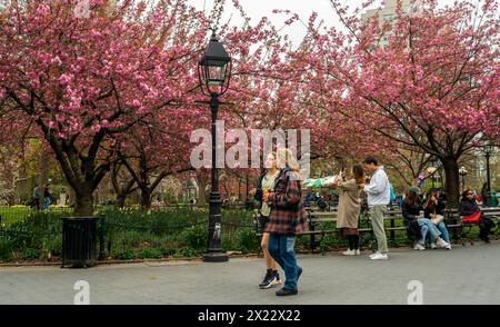 Kirschbäume in Blüte im Washington Square Park in New York am Samstag, den 13. April 2024, kündigen die Ankunft des warmen Wetters in New York an. (© Richard B. Levine) Stockfoto