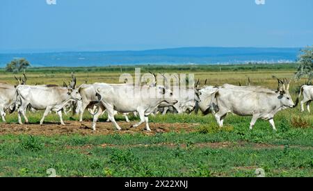 Herde ungarischer Graurinder in der Steppenlandschaft des Ferto-Hanság-Nationalparks in Sarrod, Ungarn Stockfoto