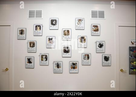 New York, USA. April 2024. Gerahmte Bilder von Katzen, die aus dem "Meow Parlor" adoptiert wurden, wo Menschen Zeit mit adoptierbaren Katzen verbringen können, in Lower Manhattan, New York, NY, 18. April. 2024. zu einem Preis von 23,95 US-Dollar pro Stunde können Menschen Zeit damit verbringen, Katzen zu beobachten oder mit ihnen zu spielen, die zur Adoption oder Pflege anstehen. Katzen erhalten zwischen den Spielzeiten 10 Minuten Zeit für sich. (Foto: Anthony Behar/SIPA USA) Credit: SIPA USA/Alamy Live News Stockfoto