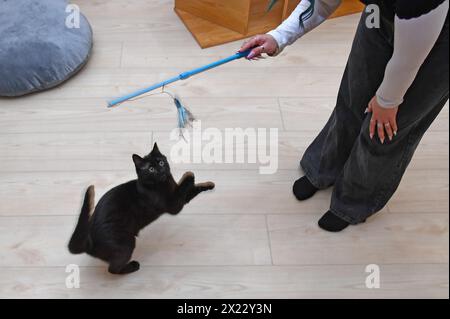 Ein schwarzes Kätzchen spielt mit einer Tierfeder, die von einem Besucher im "Meow Parlor" gehalten wird, wo Menschen Zeit mit adoptierbaren Katzen verbringen können, in Lower Manhattan, New York, NY, 18. April. 2024. zu einem Preis von 23,95 US-Dollar pro Stunde können Menschen Zeit damit verbringen, Katzen zu beobachten oder mit ihnen zu spielen, die zur Adoption oder Pflege anstehen. Katzen erhalten zwischen den Spielzeiten 10 Minuten Zeit für sich. (Foto: Anthony Behar/SIPA USA) Stockfoto