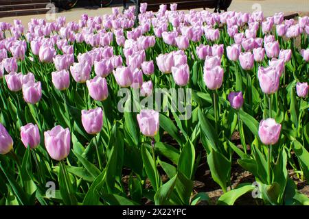 Fliedertulpen blühen im Frühjahr im Blumenbeet. Tulpensaison. Stockfoto