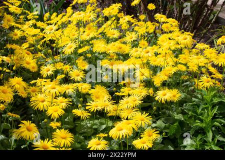 Doronikum orientalum blüht in einem Blumenbeet im Garten. Sonniger Frühlingstag. Stockfoto