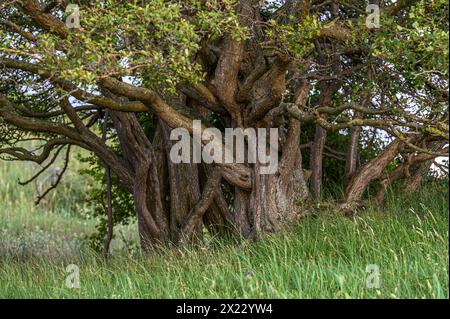 Stralsund: Naturschutzgebiet der Halbinsel Devin bei Stralsund, Ostseeküste, Mecklenburg-Vorpommern Ostseeküste, Mecklenburg-Vorpommern Stockfoto