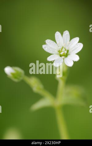 Wasserkicherkraut (Stellaria aquatica, Myosoton aquaticum), Blume, Nordrhein-Westfalen, Deutschland Stockfoto