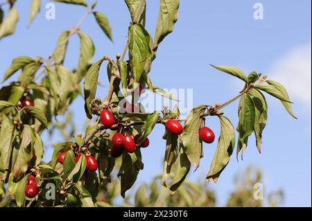 Kornelkirsche (Cornus MAS), Zweig mit Früchten, Nordrhein-Westfalen, Deutschland Stockfoto