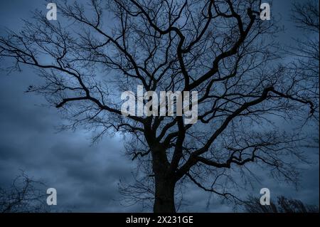 Dramatische, geisterhafte Eichenbäume (Quercus), die sich vor dem regnerischen Himmel in Mecklenburg-Vorpommern befinden Stockfoto