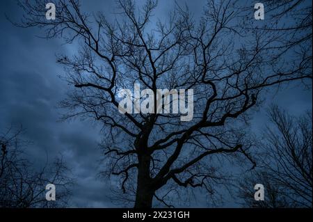 Dramatische, geisterhafte Eichenbäume (Quercus), die sich vor dem regnerischen Himmel in Mecklenburg-Vorpommern befinden Stockfoto