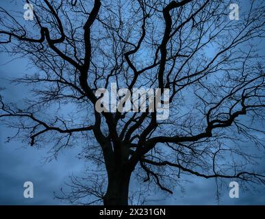 Dramatische, geisterhafte Eichenbäume (Quercus), die sich vor dem regnerischen Himmel in Mecklenburg-Vorpommern befinden Stockfoto