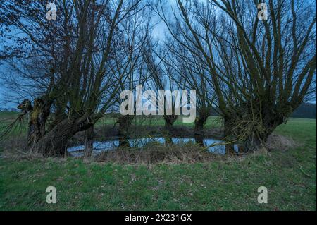 Dramatisch, gruselig, soll mit Weiden bewachsen (Salix), Mecklenburg-Vorpommern, Deutschland Stockfoto