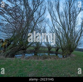 Dramatisch, gruselig, mit Weiden bewachsen (Salix) Mecklenburg-Vorpommern, Deutschland Stockfoto