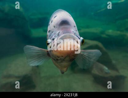 Riesengurami (Osphronemus goramy), in Südostasien in Gefangenschaft Stockfoto