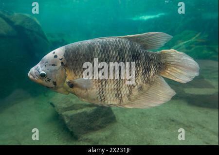 Riesengurami (Osphronemus goramy), in Südostasien in Gefangenschaft Stockfoto