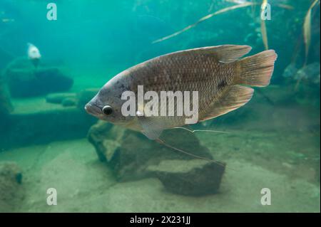 Riesengurami (Osphronemus goramy), in Südostasien in Gefangenschaft Stockfoto