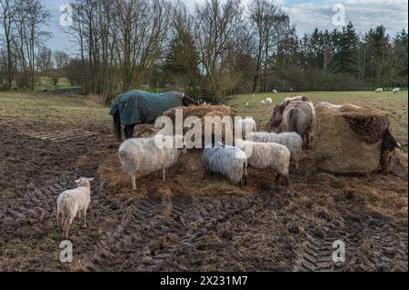 Pferde und Moorschafe, die auf der Weide Heu fressen, Mecklenburg-Vorpommern, Deutschland Stockfoto