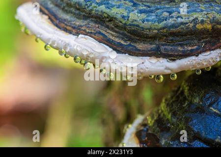 Rotgürtelkonken (Fomitopsis pinicola) mit hängenden Wassertropfen an einem Baumstamm Stockfoto