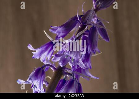 Es stammt aus Spanien, Portugal und Nordafrika und stellt eine erhebliche Bedrohung für die gebürtige englische Bluebell dar, da es sowohl im Wettbewerb als auch im Hybridbetrieb tätig ist Stockfoto